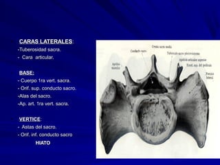 • CARAS LATERALESCARAS LATERALES::
-Tuberosidad sacra.-Tuberosidad sacra.
- Cara articular.- Cara articular.
• BASE:BASE:
- Cuerpo 1ra vert. sacra.- Cuerpo 1ra vert. sacra.
- Orif. sup. conducto sacro.- Orif. sup. conducto sacro.
-Alas del sacro.-Alas del sacro.
-Ap. art. 1ra vert. sacra.-Ap. art. 1ra vert. sacra.
• VERTICEVERTICE::
- Astas del sacro.- Astas del sacro.
- Orif. inf. conducto sacro- Orif. inf. conducto sacro
HIATOHIATO
 
