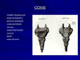 COXISCOXIS
• FORMA TRIANGULAR.FORMA TRIANGULAR.
• BASE SUPERIOR YBASE SUPERIOR Y
VERTICE INFERIOR.VERTICE INFERIOR.
• CARA ANTERIOR:CARA ANTERIOR:
concavaconcava
• CARA POSTERIOR:CARA POSTERIOR:
convexaconvexa
• BASE:BASE:
astas del sacro.astas del sacro.
 