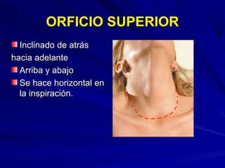 ORFICIO SUPERIORORFICIO SUPERIOR
Inclinado de atrásInclinado de atrás
hacia adelantehacia adelante
Arriba y abajoArriba y abajo
Se hace horizontal enSe hace horizontal en
la inspiración.la inspiración.
 