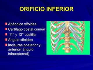 ORIFICIO INFERIORORIFICIO INFERIOR
Apéndice xifoidesApéndice xifoides
Cartílago costal comúnCartílago costal común
11° y 12° costilla11° y 12° costilla
Ángulo xifoideoÁngulo xifoideo
Incisuras posterior yIncisuras posterior y
anterior( ánguloanterior( ángulo
infraesternal)infraesternal)
 