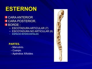 ESTERNONESTERNON
CARA ANTERIORCARA ANTERIOR
CARA POSTERIOR.CARA POSTERIOR.
BORDE :BORDE :
– ESCOTADURA ARTICULAR (7)ESCOTADURA ARTICULAR (7)
– ESCOTADURA NO ARTICULAR (6)ESCOTADURA NO ARTICULAR (6)
– ESPACIO INTERCOSTALESESPACIO INTERCOSTALES
PARTES.
- Manubrio.
- Cuerpo.
- Apéndice Xifoides.
 