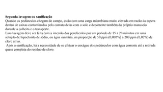 Segunda lavagem ou sanificação
Quando os pedúnculos chegam do campo, estão com uma carga microbiana muito elevada em razão da espera
dentro de caixas contaminadas pelo contato delas com o solo e decorrente também do próprio manuseio
durante a colheita e o transporte.
Essa lavagem deve ser feita com a imersão dos pendúculos por um período de 15 a 20 minutos em uma
solução de hipoclorito de sódio, ou água sanitária, na proporção de 50 ppm (0,005%) a 200 ppm (0,02%) de
cloro ativo.
Após a sanificação, há a necessidade de se efetuar o enxágue dos pedúnculos com água corrente até a retirada
quase completa do resíduo de cloro.
 