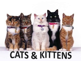 CATS & KITTENS 