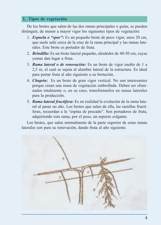 1. Tipos de vegetación
De los brotes que salen de las dos ramas principales o guías, se pueden
distinguir, de menor a mayor vigor los siguientes tipos de vegetación:
1. Espuela o “spur”: Es un pequeño brote de poco vigor, unos 20 cm,
que suele salir cerca de la cruz de la rama principal y las ramas late-
rales. Este brote es portador de fruta.
2. Brindilla: Es un brote lateral pequeño, alrededor de 40-50 cm, cuyas
yemas dan lugar a fruta.
3. Rama lateral o de renovación: Es un brote de vigor medio de 1 a
2,5 m, el cual se sujeta al alambre lateral de la estructura. Es ideal
para portar fruta al año siguiente a su brotación.
4. Chupón: Es un brote de gran vigor vertical. No son interesantes
porque crean una masa de vegetación embrollada. Deben ser elimi-
nados totalmente o, en su caso, transformarlos en ramas laterales
para la producción.
5. Rama lateral fructífera: Es en realidad la evolución de la rama late-
ral al pasar un año. Los brotes que salen de ella, las ramillas fructí-
feras, recuerdan a la “espina de pescado”. Son portadores de fruta,
adquiriendo esta rama, por el peso, un aspecto colgante.
Los brotes, que salen normalmente de la parte superior de estas ramas
laterales son para su renovación, dando fruta al año siguiente.
3
 
