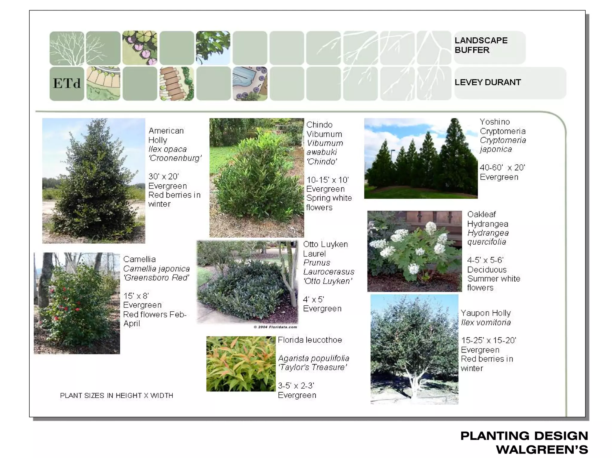 PLANTING DESIGN
    WALGREEN’S
 