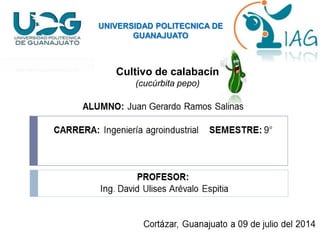 UNIVERSIDAD POLITECNICA DE 
GUANAJUATO 
Cultivo de calabacín 
(cucúrbita pepo) 
 