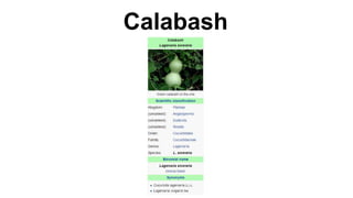 Calabash
 