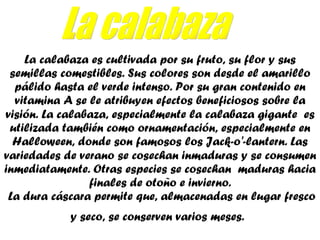 La calabaza es cultivada por su fruto, su flor y sus semillas comestibles. Sus colores son desde el amarillo pálido hasta ...