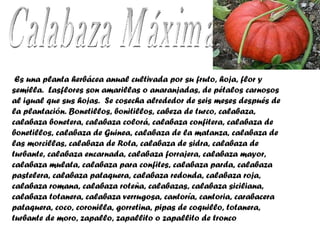 Calabaza Máxima    Es una planta herbácea anual cultivada por su fruto, hoja, flor y semilla.  Lasflores son amarillas o a...