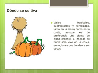 Dónde se cultiva
 Valles tropicales,
subtropicales y templados,
tanto en la sierra como en la
costa; aunque es de
preferencia una planta de
clima caliente. El zapallo de
burro solo vive en la costa,
en regiones que tienden a ser
secas
 