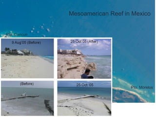 Mesoamerican Reef in Mexico
Pta. Cancun
Pto. Morelos
 