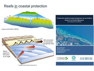 Reefs in coastal protection
Lowe and Falter (2015)
 