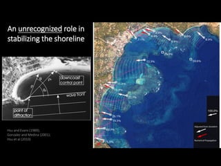 Hsu and Evans (1989);
Gonzalez and Medina (2001);
Hsu et al (2010)
An unrecognized role in
stabilizing the shoreline
 