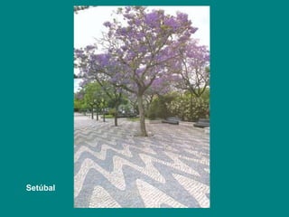 Setúbal 
 