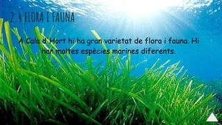 2.4 FLORA I FAUNA
A Cala d'Hort hi ha gran varietat de flora i fauna. Hi
han moltes espècies marines diferents.
 
