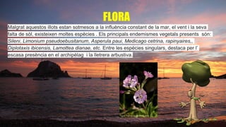 FLORA
Malgrat aquestos illots estan sotmesos a la influència constant de la mar, el vent i la seva
falta de sòl, existeixen moltes espècies . Els principals endemismes vegetals presents són:
Sileni, Limonium pseudoebusitanum, Asperula paui, Medicago cetrina, rapinyaires,,
Diplotaxis ibicensis, Lamottea dianae, etc. Entre les espècies singulars, destaca per l’
escasa presència en el archipèlag i la lletrera arbustiva.
 