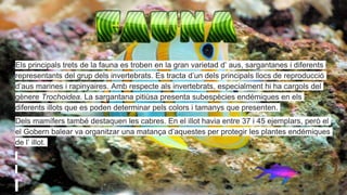 Els principals trets de la fauna es troben en la gran varietad d’ aus, sargantanes i diferents
representants del grup dels invertebrats. Es tracta d’un dels principals llocs de reproducció
d’aus marines i rapinyaires. Amb respecte als invertebrats, especialment hi ha cargols del
gènere Trochoidea. La sargantana pitiüsa presenta subespècies endémiques en els
diferents illots que es poden determinar pels colors i tamanys que presenten.
Dels mamífers també destaquen les cabres. En el illot havia entre 37 i 45 ejemplars, però el
el Gobern balear va organitzar una matança d’aquestes per protegir les plantes endémiques
de l’ illot.
 