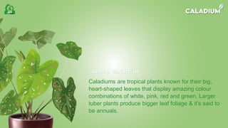 Caladium | PPTX