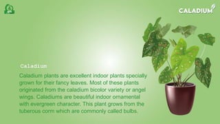 Caladium | PPTX