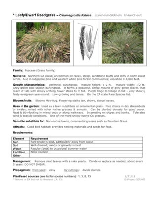 * Leafy/Dwarf Reedgrass – Calamagrostis foliosa

(cal-uh-muh-GRAH-stis foh-lee-OH-suh)

Family: Poaceae (Grass Family)
Native to: Northern CA coast; uncommon on rocky, steep, sandstone bluffs and cliffs in north coast
scrub. Also in lodgepole pine and western white pine forest communities; elevation 0-4,000 feet.

perennial bunchgrass
mature height: 1-2 ft.
mature width: 1-2 ft.
Gray-green cool-season bunchgrass. It forms a beautiful, dense mound of grey green leaves that
reach 2' tall, with showy arching flower stalks to 3' tall. Purple tinge to foliage in fall – very showy;
fairly evergreen year-round. Low-growing and dense. On the CA state Rare Species list.

Growth characteristics:

Blooms/fruits:

Blooms May-Aug. Flowering stalks tan, showy, above leaves.

Uses in the garden: Used as a lawn substitute or ornamental grass. Nice choice in dry streambeds
or swales, mixed with other native grasses & annuals. Can be planted densely for good cover.
Neat & tidy-looking in mixed beds or along walkways. Interesting on slopes and banks. Tolerates
wind & seaside conditions. One of the more showy native CA grasses.

Sensible substitute for: Non-native lawns, ornamental grasses such as Fountain Grass.
Attracts: Good bird habitat: provides nesting materials and seeds for food.
Requirements:
Element
Sun
Soil
Water
Fertilizer
Other

Requirement

Part-shade is best, particularly away from coast
Well-drained; sandy or gravelly is best
Regular (best) to occasional summer water
None needed

Remove dead leaves with a rake yearly.
5 years. DO NOT SHEAR.

Management:

Propagation: from seed: easy

by cuttings:

Divide or replace as needed, about every

divide clumps

Plant/seed sources (see list for source numbers): 1, 3, 8, 13

1/31/11

* Native to CA but not to Western L.A. Co.

© Project SOUND

 