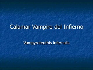 Calamar Vampiro del Infierno Vampyroteuthis infernalis 