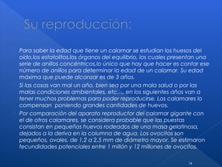  Para saber la edad que tiene un calamar se estudian los huesos del
oído,los estatolitos,los órganos del equilibrio, los cuales presentan una
serie de anillos concéntricos,lo único que hay que hacer es contar ese
número de anillos para determinar la edad de un calamar. Su edad
máxima que puede alcanzar es de 3 años.
 Si las cosas van mal un año, bien sea por una mala salud o por las
malas condiciones ambientales, etc…, en los siguientes años van a
tener muchos problemas para poder reproducirse. Los calamares lo
compensan poniendo grandes cantidades de huevos.
 Por comparación del aparato reproductor del calamar gigante con
el de otros calamares, se considera probable que las puestas
consistan en pequeños huevos rodeados de una masa gelatinosa,
dejados a la deriva en la columna de agua. Los ovocitos son
pequeños, ovales, de 1,2 a 2,5 mm de diámetro mayor. Se estimaron
fecundidades potenciales entre 1 millón y 12 millones de ovocitos.
14
 
