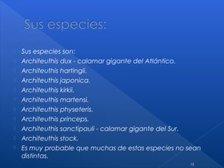  Sus especies son:
 Architeuthis dux - calamar gigante del Atlántico.
 Architeuthis hartingii.
 Architeuthis japonica.
 Architeuthis kirkii.
 Architeuthis martensi.
 Architeuthis physeteris.
 Architeuthis princeps.
 Architeuthis sanctipauli - calamar gigante del Sur.
 Architeuthis stock.
 Es muy probable que muchas de estas especies no sean
distintas.
15
 