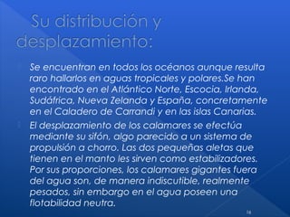  Se encuentran en todos los océanos aunque resulta
raro hallarlos en aguas tropicales y polares.Se han
encontrado en el Atlántico Norte, Escocia, Irlanda,
Sudáfrica, Nueva Zelanda y España, concretamente
en el Caladero de Carrandi y en las islas Canarias.
 El desplazamiento de los calamares se efectúa
mediante su sifón, algo parecido a un sistema de
propulsión a chorro. Las dos pequeñas aletas que
tienen en el manto les sirven como estabilizadores.
Por sus proporciones, los calamares gigantes fuera
del agua son, de manera indiscutible, realmente
pesados, sin embargo en el agua poseen una
flotabilidad neutra.
16
 