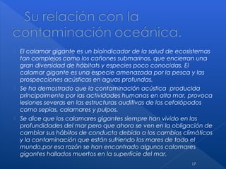  El calamar gigante es un bioindicador de la salud de ecosistemas
tan complejos como los cañones submarinos, que encierran una
gran diversidad de hábitats y especies poco conocidas. El
calamar gigante es una especie amenazada por la pesca y las
prospecciones acústicas en aguas profundas.
 Se ha demostrado que la contaminación acústica producida
principalmente por las actividades humanas en alta mar, provoca
lesiones severas en las estructuras auditivas de los cefalópodos
como sepias, calamares y pulpos.
 Se dice que los calamares gigantes siempre han vivido en las
profundidades del mar pero que ahora se ven en la obligación de
cambiar sus hábitos de conducta debido a los cambios climáticos
y la contaminación que están sufriendo los mares de todo el
mundo,por esa razón se han encontrado algunos calamares
gigantes hallados muertos en la superficie del mar.
17
 
