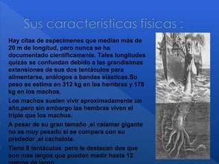  Hay citas de especímenes que medían más de
20 m de longitud, pero nunca se ha
documentado científicamente. Tales longitudes
quizás se confundan debido a las grandísimas
extensiones de sus dos tentáculos para
alimentarse, análogos a bandas elásticas.Su
peso se estima en 312 kg en las hembras y 178
kg en los machos.
 Los machos suelen vivir aproximadamente un
año,pero sin embargo las hembras viven el
triple que los machos.
 A pesar de su gran tamaño ,el calamar gigante
no es muy pesado si se compara con su
predador ,el cachalote.
 Tiene 8 tentáculos pero le destacan dos que
son mas largos que pueden medir hasta 12
 