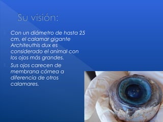  Con un diámetro de hasta 25
cm, el calamar gigante
Architeuthis dux es
considerado el animal con
los ojos más grandes.
 Sus ojos carecen de
membrana córnea a
diferencia de otros
calamares.
8
 