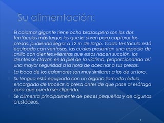  El calamar gigante tiene ocho brazos,pero son los dos
tentáculos más largos los que le sirven para capturar las
presas, pudiendo llegar a 12 m de largo. Cada tentáculo está
equipado con ventosas, las cuales presentan una especie de
anillo con dientes.Mientras que estos hacen succión, los
dientes se clavan en la piel de la víctima, proporcionando así
una mayor seguridad a la hora de acechar a sus presas.
 La boca de los calamares son muy similares a las de un loro.
 Su lengua está equipada con un órgano llamado rádula,
encargado de trocear la presa antes de que pase al esófago
para que pueda ser digerida.
 Se alimenta principalmente de peces pequeños y de algunos
crustáceos.
9
 