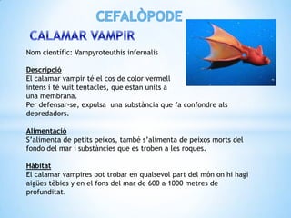 Nom científic: Vampyroteuthis infernalis

Descripció
El calamar vampir té el cos de color vermell
intens i té vuit tentacles, que estan units a
una membrana.
Per defensar-se, expulsa una substància que fa confondre als
depredadors.

Alimentació
S’alimenta de petits peixos, també s’alimenta de peixos morts del
fondo del mar i substàncies que es troben a les roques.

Hàbitat
El calamar vampires pot trobar en qualsevol part del món on hi hagi
aigües tèbies y en el fons del mar de 600 a 1000 metres de
profunditat.
 