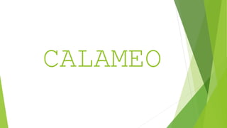 CALAMEO
 
