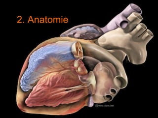 2. Anatomie 