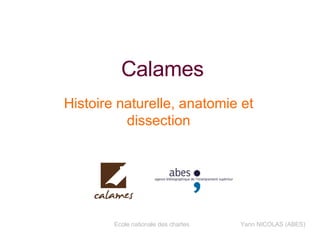 Calames Histoire naturelle, anatomie et dissection 