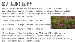 FLORA IFAUNADELAZONA:
Entre les praderies de posidònia s’hi troben la morena, la
daurada, aranyes, mers, pops, calamars, barracudes, caballets
de mar, estels de mar i la tortuga boba, que conserva en
aquestos mars una de les més
importants poblacions, està en perill
d’extinció. La major diversitat d’espècies
es troba a la fauna aèria: el corb marí,
el xoriguer, l’àguila peixatera. El Grup d’Estudis de la
Naturalesa (GEN) va denunciar l’existència d’una planta
invasora especialment perillosa que té “ànim” d’invasora, es
diu “CARPOBROTUS”, científicament.
8
 