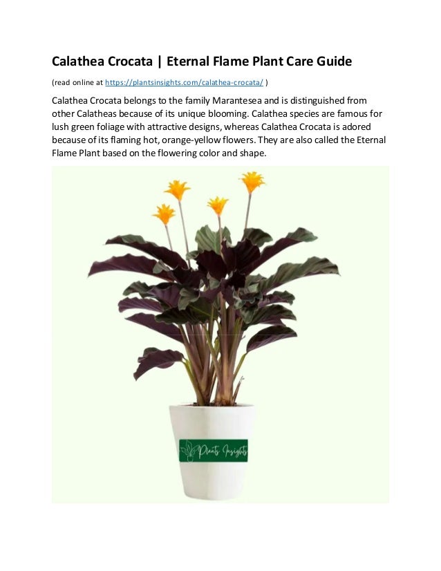 Calathea Crocata-How to Grow and Care for Eternal Flame Plant.pdf