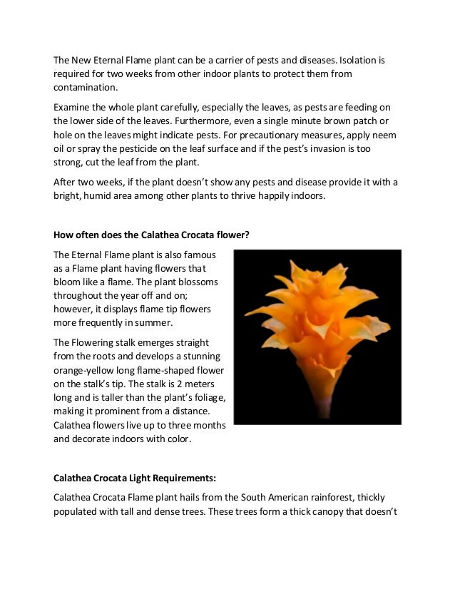 Calathea Crocata-How to Grow and Care for Eternal Flame Plant.pdf