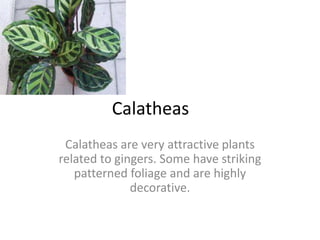 Calatheas
Calatheas are very attractive plants
related to gingers. Some have striking
patterned foliage and are highly
decorative.
 