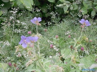 photo-stelaphoto-stela
 