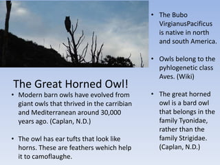 The Great Horned Owl!
• The Bubo
VirgianusPacificus
is native in north
and south America.
• Owls belong to the
pyhlogenetic class
Aves. (Wiki)
• The great horned
owl is a bard owl
that belongs in the
family Tyonidae,
rather than the
family Strigidae.
(Caplan, N.D.)
• Modern barn owls have evolved from
giant owls that thrived in the carribian
and Mediterranean around 30,000
years ago. (Caplan, N.D.)
• The owl has ear tufts that look like
horns. These are feathers wehich help
it to camoflaughe.
 