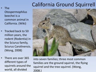 California Ground Squirrell• The
Otospermophilus
beechei is a
common animal in
California. (Wiki)
• Tracked back to 50
million years, the
rodent (Rodentia) in
the Sciurus family,
Sciurus Carolinensis.
(Wong, 2008)
• There are over 365
different types of
squirrels around the
world, all divided
into seven families; three most common
families are the ground squirrel, the flying
squirrel and the tree squirrel. (Wong,
2008.)
 