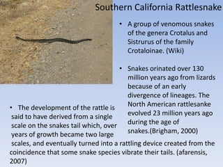 • A group of venomous snakes
of the genera Crotalus and
Sistrurus of the family
Crotaloinae. (Wiki)
• Snakes orinated over 130
million years ago from lizards
because of an early
divergence of lineages. The
North American rattlesanke
evolved 23 million years ago
during the age of
snakes.(Brigham, 2000)
Southern California Rattlesnake
• The development of the rattle is
said to have derived from a single
scale on the snakes tail which, over
years of growth became two large
scales, and eventually turned into a rattling device created from the
coincidence that some snake species vibrate their tails. (afarensis,
2007)
 