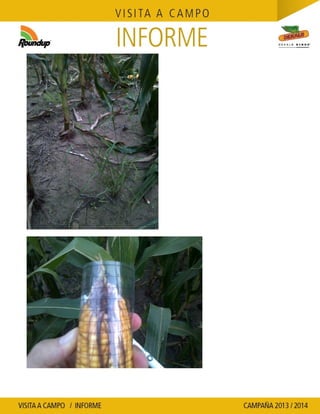 Agrotestigo-Maiz DEKALB-Campaña 1314-Informe Floracion-CALCAGNI GERARDO JOSE-Nº 91