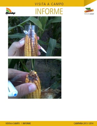 Agrotestigo-Maiz DEKALB-Campaña 1314-Informe Floracion-CALCAGNI GERARDO JOSE-Nº 91