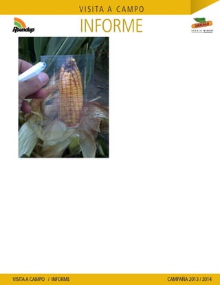 Agrotestigo-Maiz DEKALB-Campaña 1314-Informe Floracion-CALCAGNI GERARDO JOSE-Nº 91
