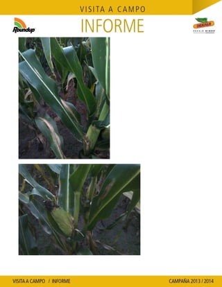 Agrotestigo-Maiz DEKALB-Campaña 1314-Informe Floracion-CALCAGNI GERARDO JOSE-Nº 91