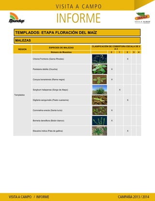 Agrotestigo-Maiz DEKALB-Campaña 1314-Informe Floracion-CALCAGNI GERARDO JOSE-Nº 91