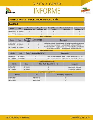 Agrotestigo-Maiz DEKALB-Campaña 1314-Informe Floracion-CALCAGNI GERARDO JOSE-Nº 91